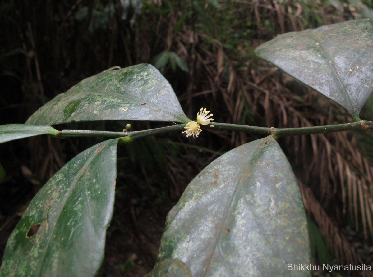 Suregada lanceolata (Willd.) Kuntze